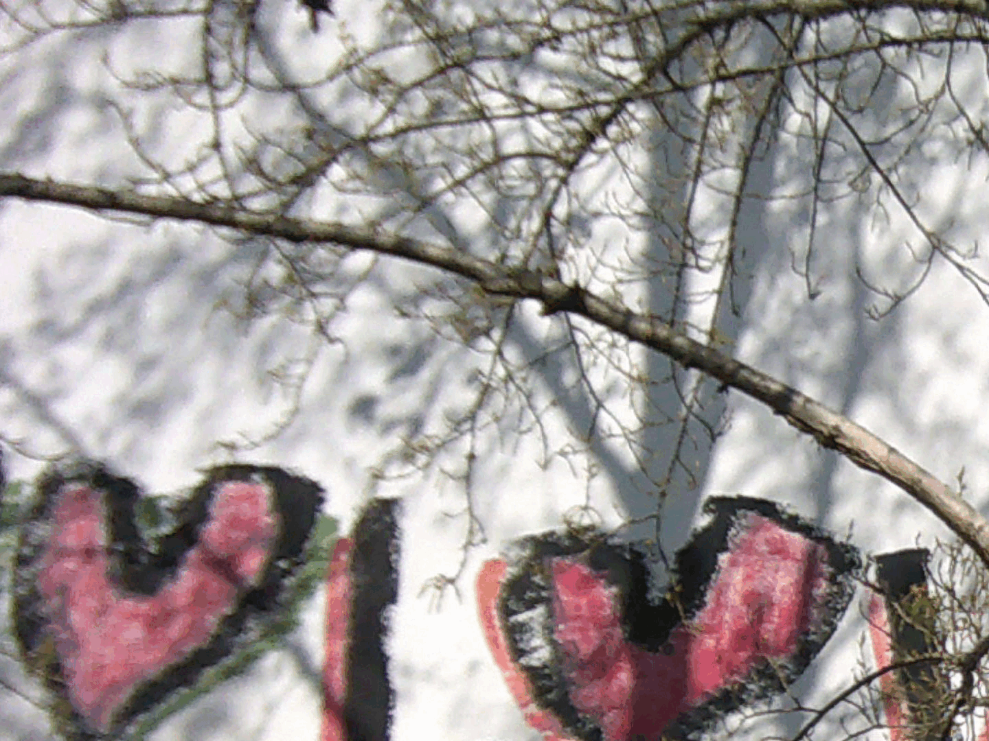 2026.03.23-0010-Elster