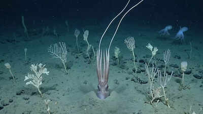 scientists-film-deep-sea-squid-turning-i