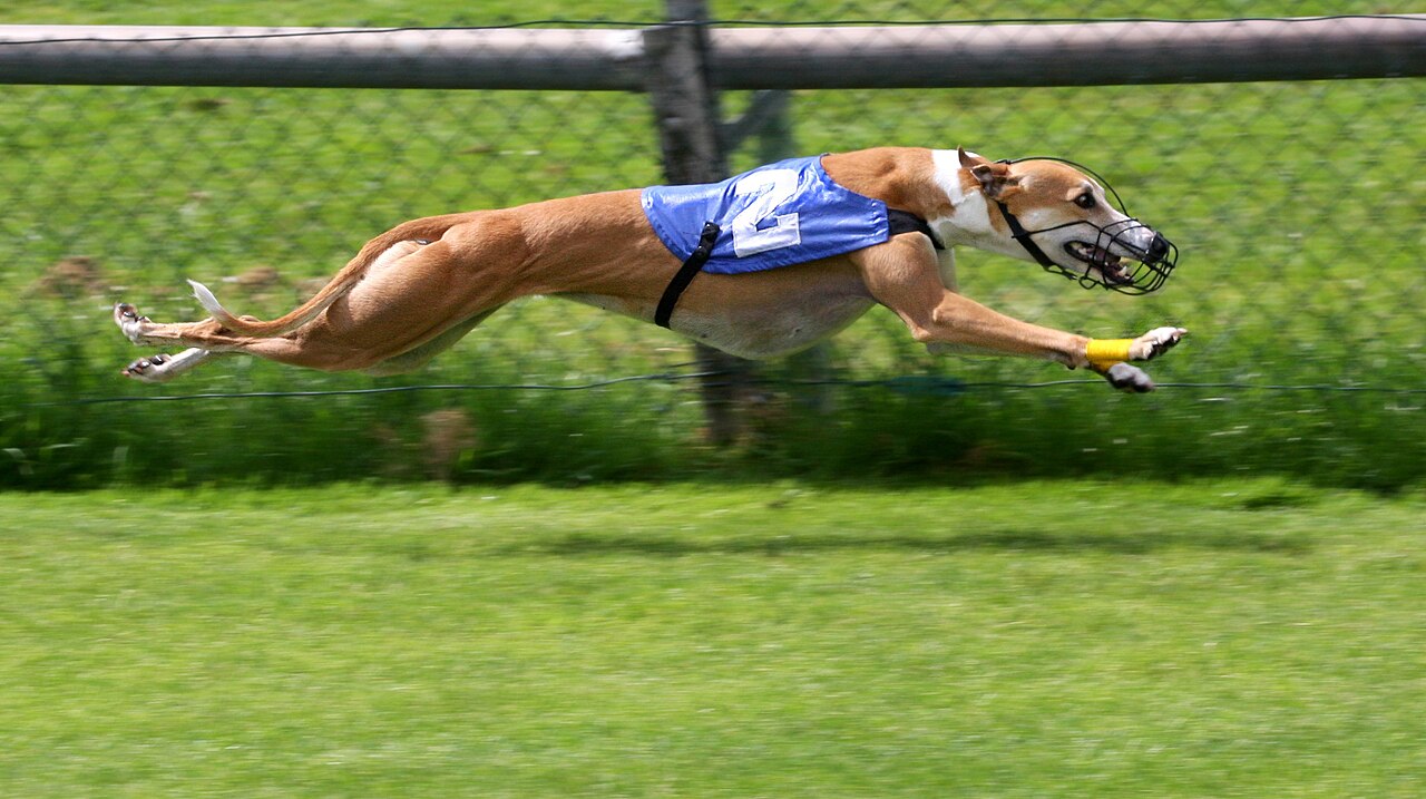 1280px-Greyhound Racing 2 amk