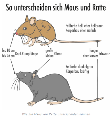 Maus oder Ratte