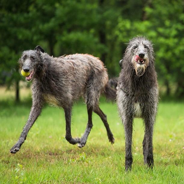 deerhound2