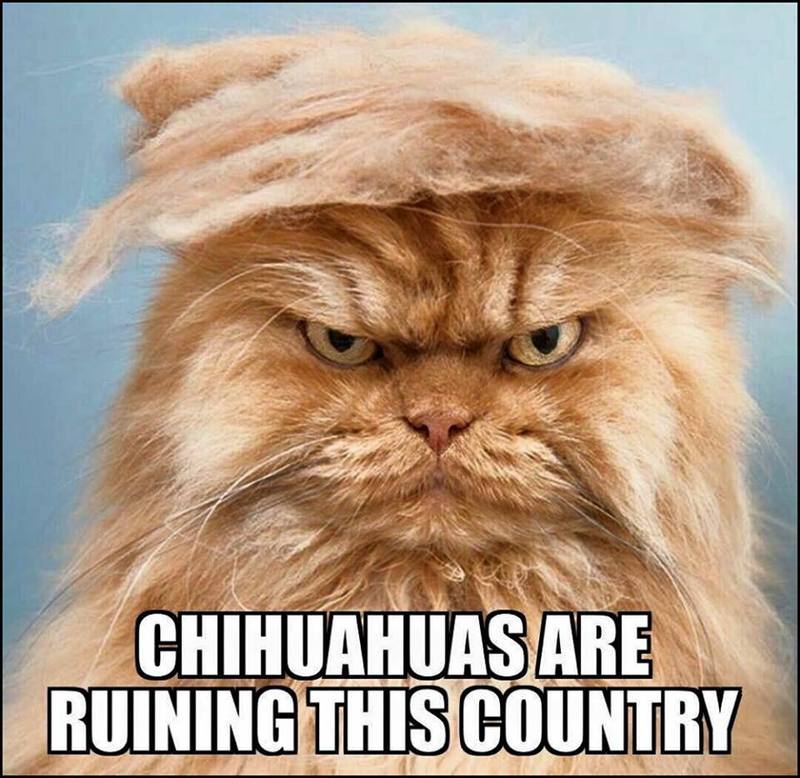 trumpy cat