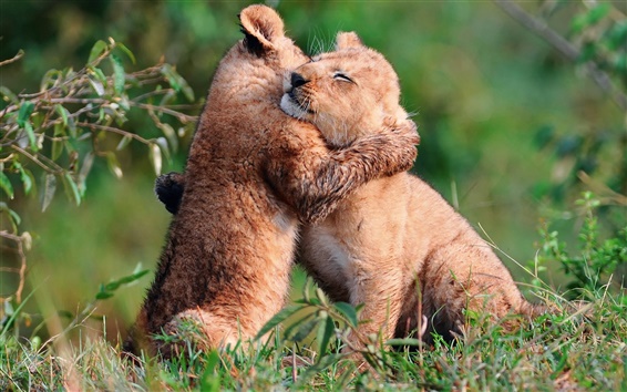 Two-young-lions-playing m