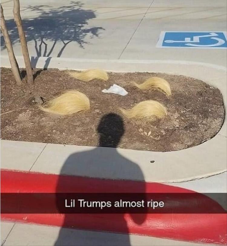 liltrumps