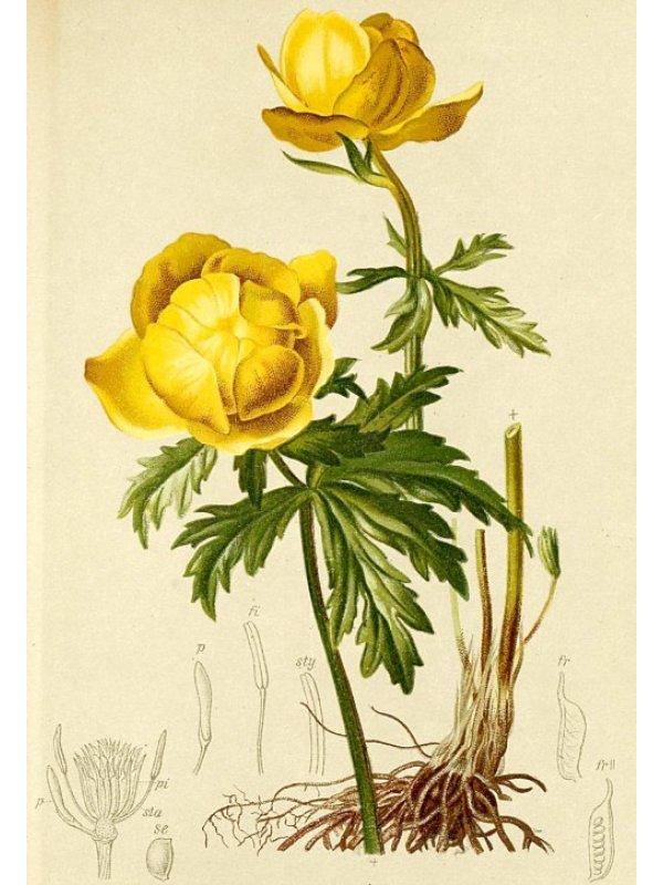 trollius-europaeus-europaeische-trollblu