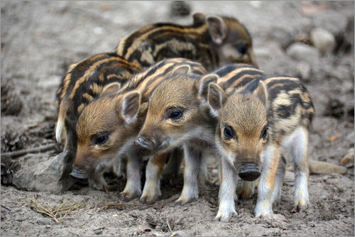 poster-wildschwein-frischlinge-1708664