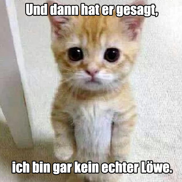 katze-lustig-spruch-suess-niedlich-tiere