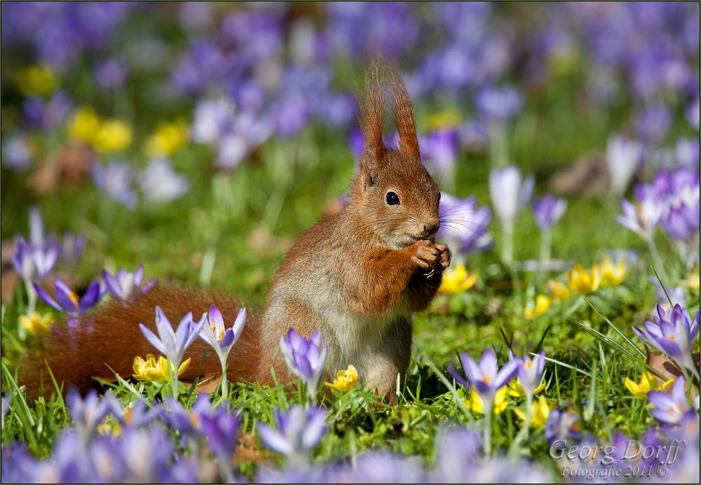 image  Georg Dorff tiere krokus fruehlin