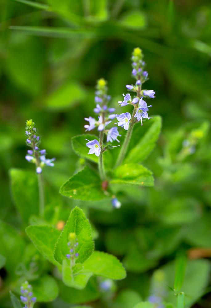 Echter Ehrenpreis Veronica officinalis