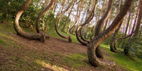 mysteriser-grund-in-diesem-wald-wachsen-