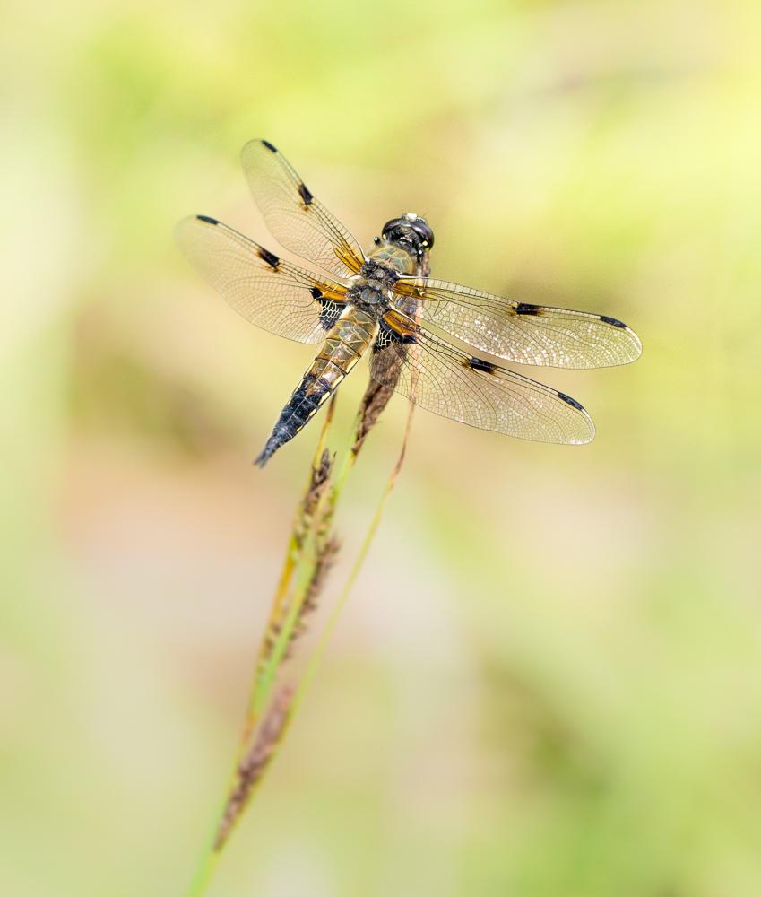 Vierfleck Libellula quadrimaculata-3