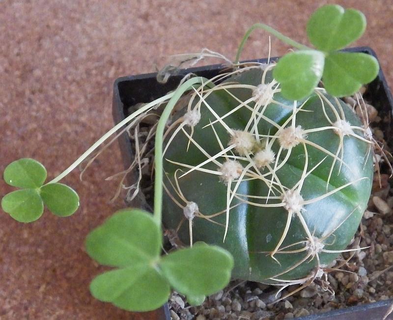 KK 0149 GymHostii