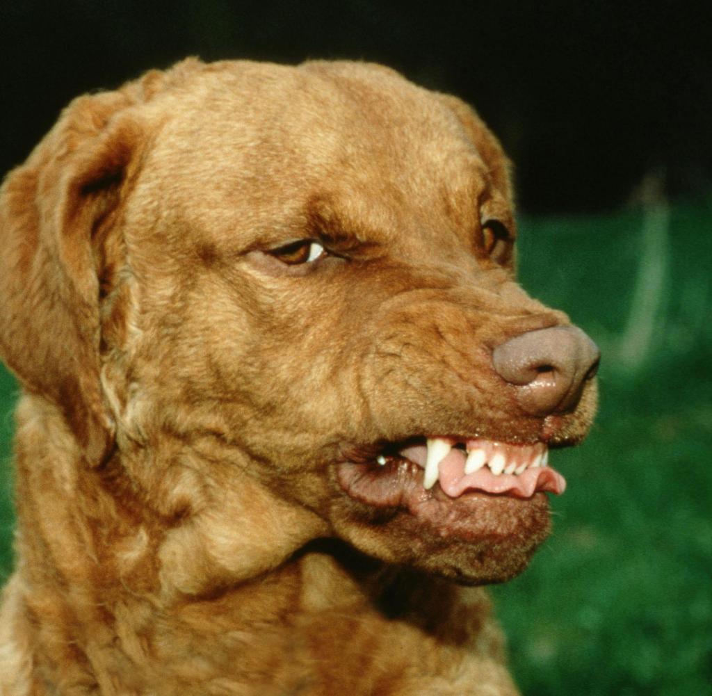 Chesapeake-Bay-Retriever