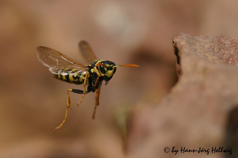 FeldwespeAnflug