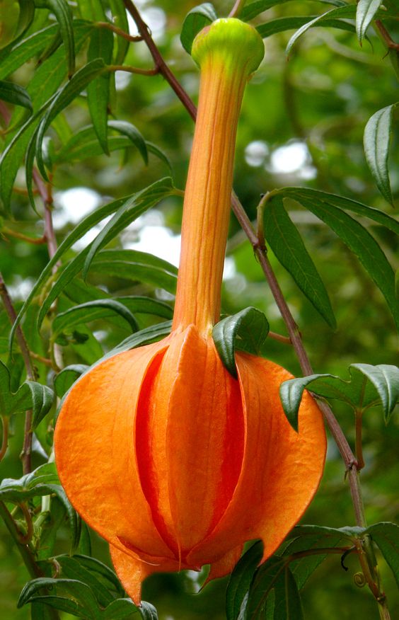 Passiflora parritae from Colombia