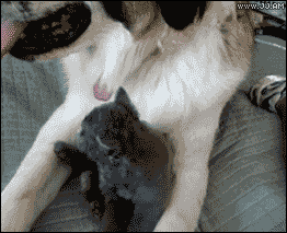funny-cats-animated-gif-awesomelycute-co