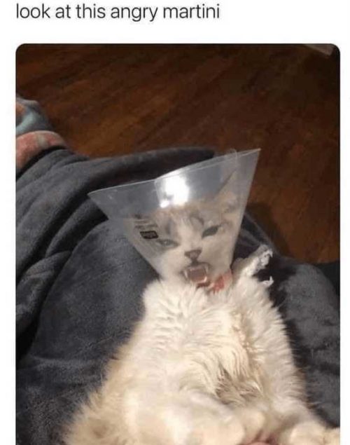 thecatedition memes 05-500x635