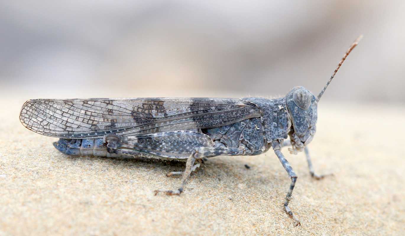 sphingonotus caerulans.a4142cfc