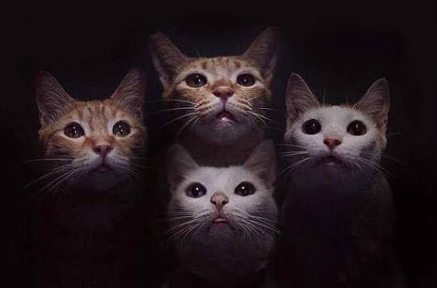 Feline Rhapsody - Copy