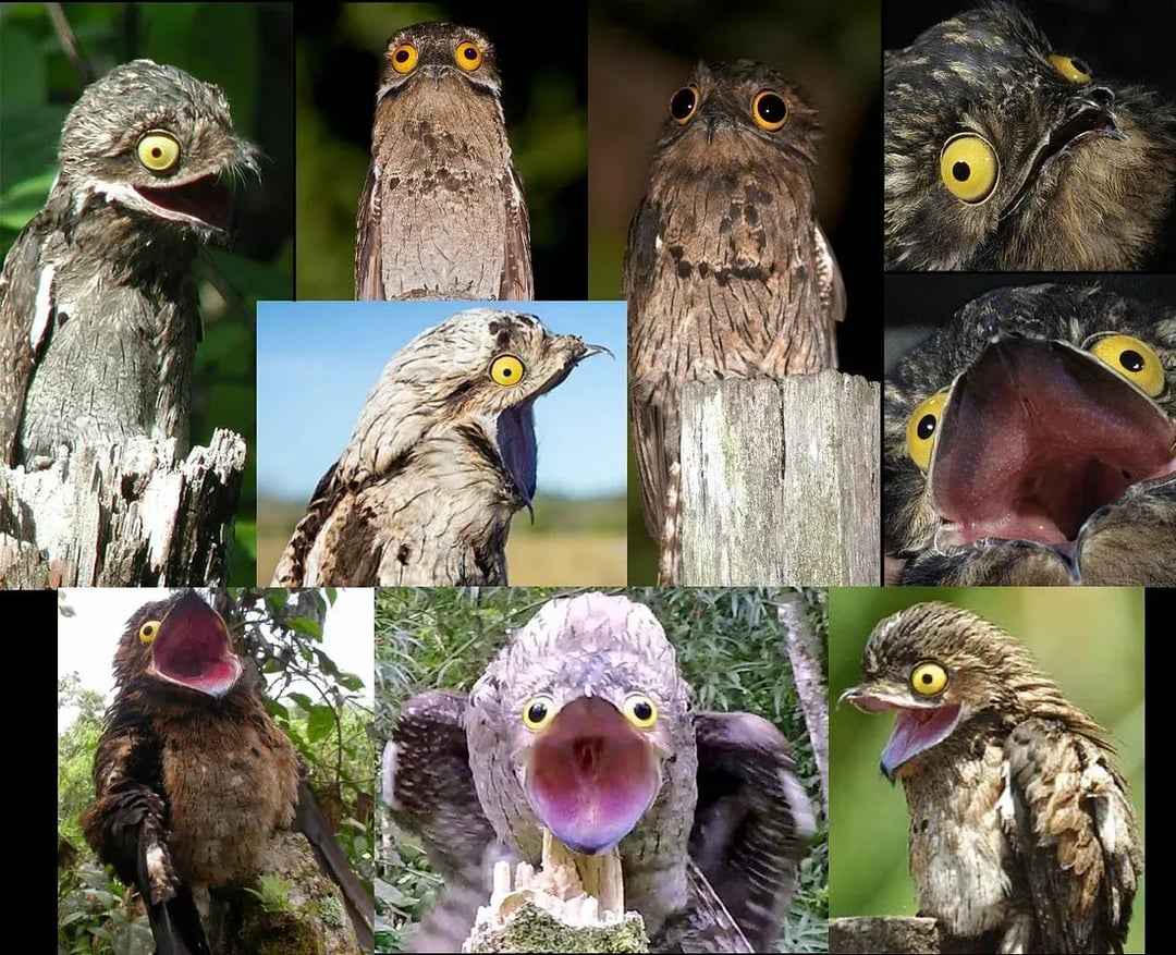 the-many-expressions-of-the-potoo-bird-v