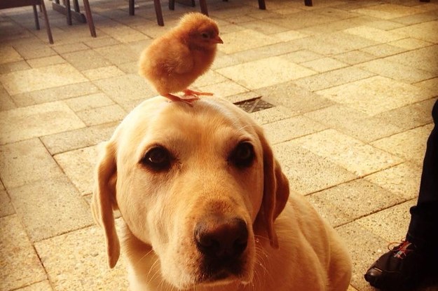 19-reasons-chickens-are-actually-the-cut