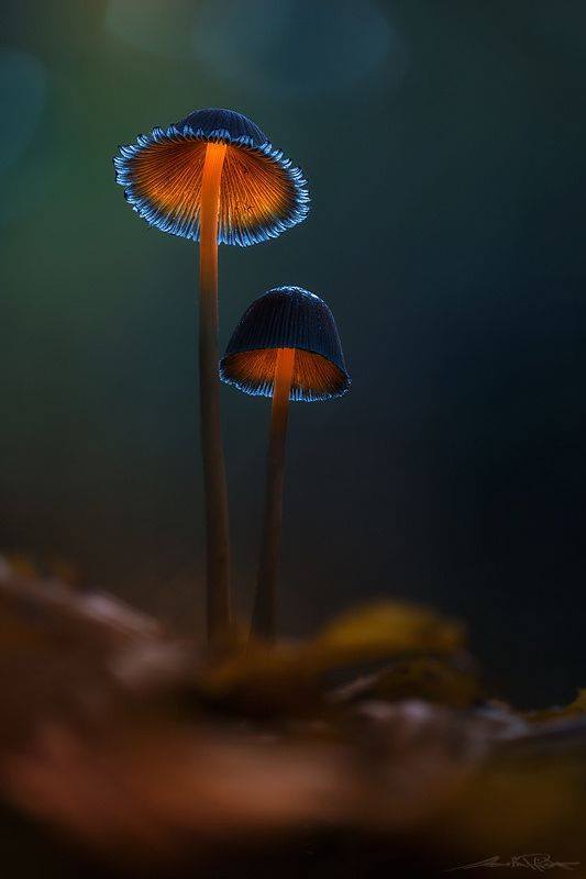 magic mushrooms