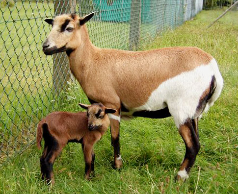 Cameroon sheep