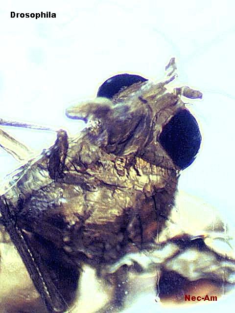 Bild 008 Drosophila