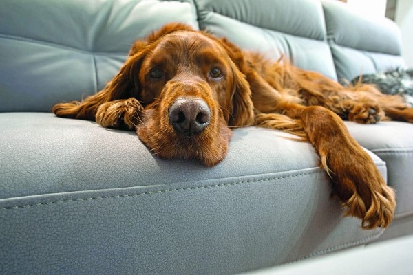 Fotolia-Irish-Setter-auf-Couch