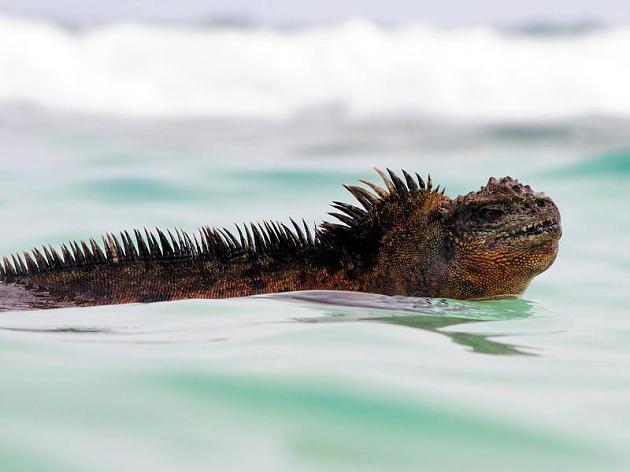 godzilla galapagos