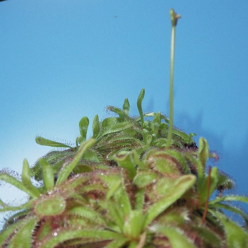  KK 9733 Drosera Mai 2019