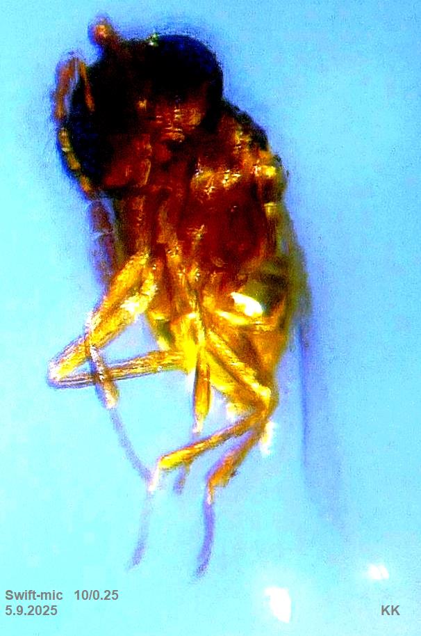 fly