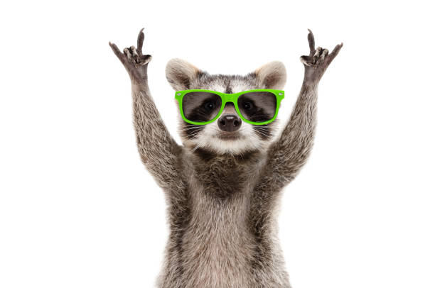 istockphoto-1154370446-612x612