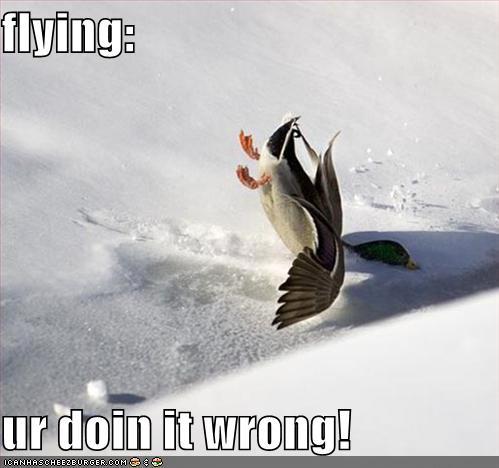 uh430481221687547funny-pictures-duck-fal