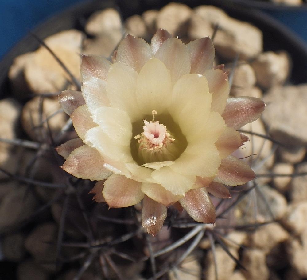 KK 9881Neochilenia 4.6.19
