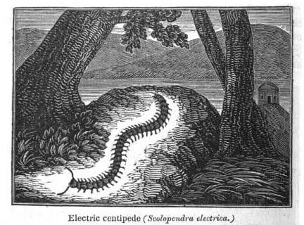 Electric-centipede