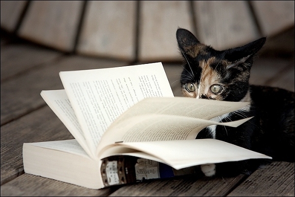 buch katze lesen