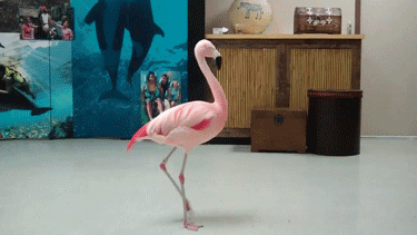flamingo 2