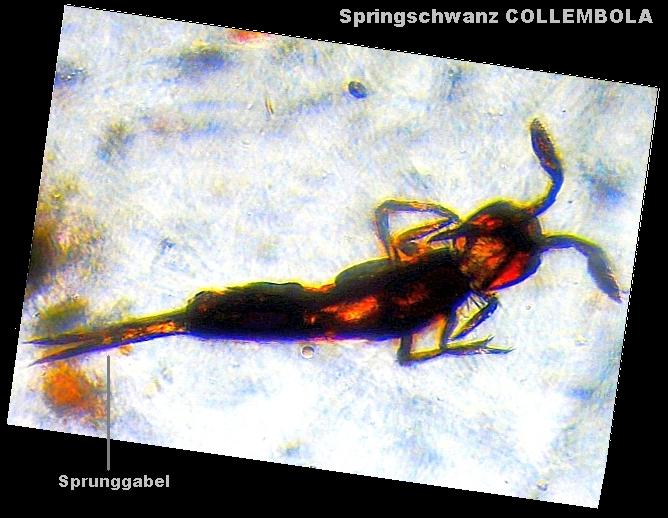 PICT0014 cr 600-Collembola Entomobryomor