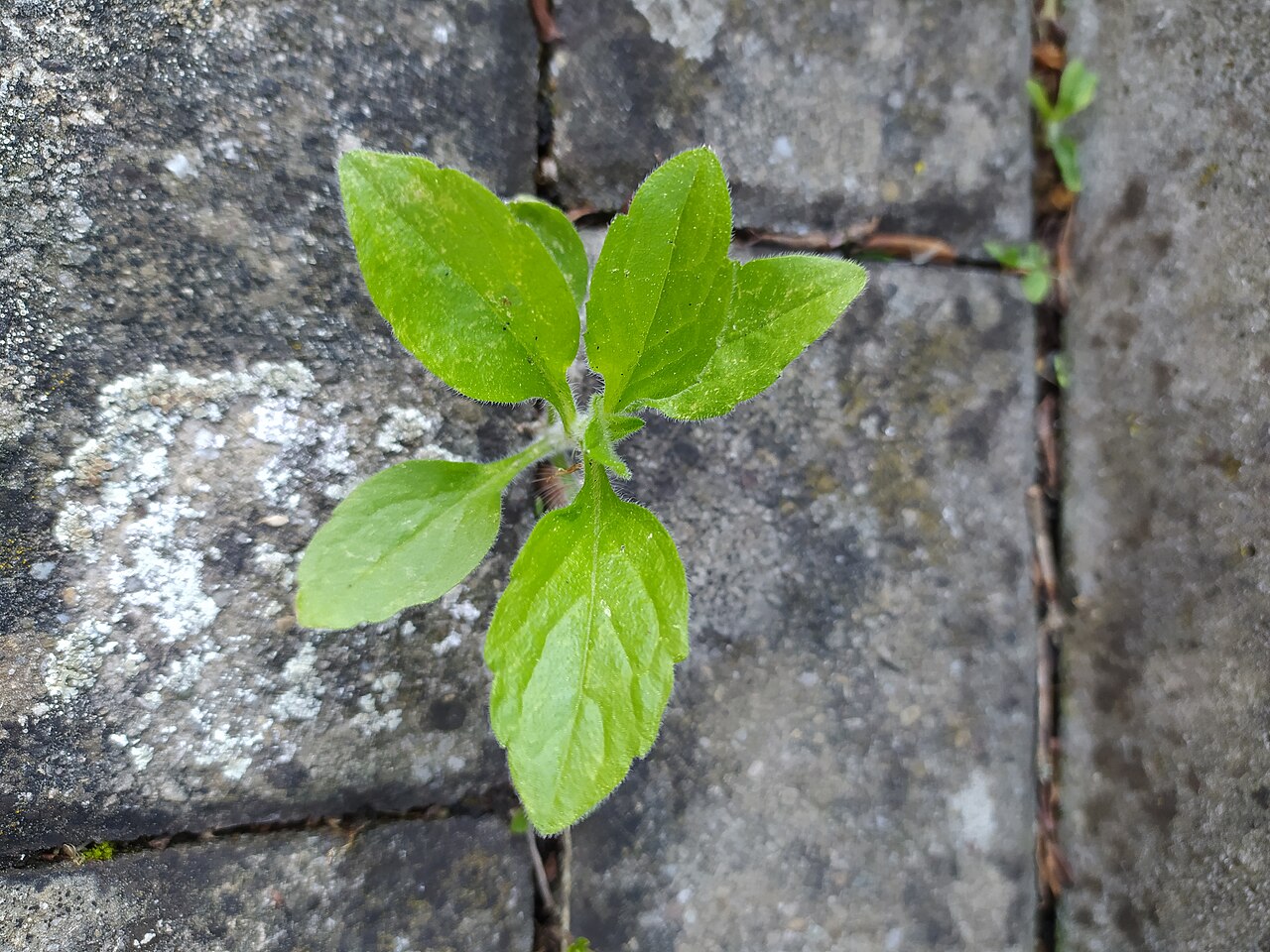 1280px-Erigeron annuus young plant