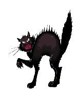 katze 0026