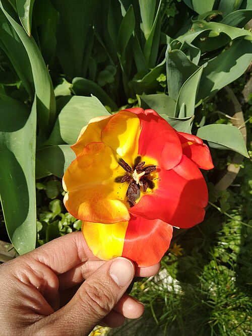500px-Tulip with mosaicism