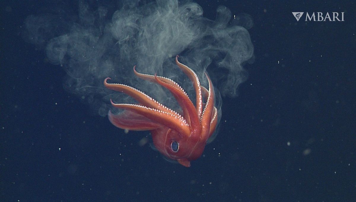 octopus-squid-meta