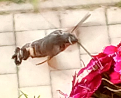 20250708 Taubenschwnzchen III