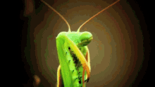 praying-mantis-bugs