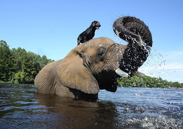 Elefant Hund