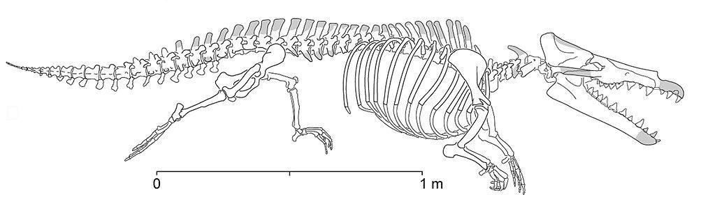 tqqaj5osuxxiy 1024px-Maiacetus inuus-lat