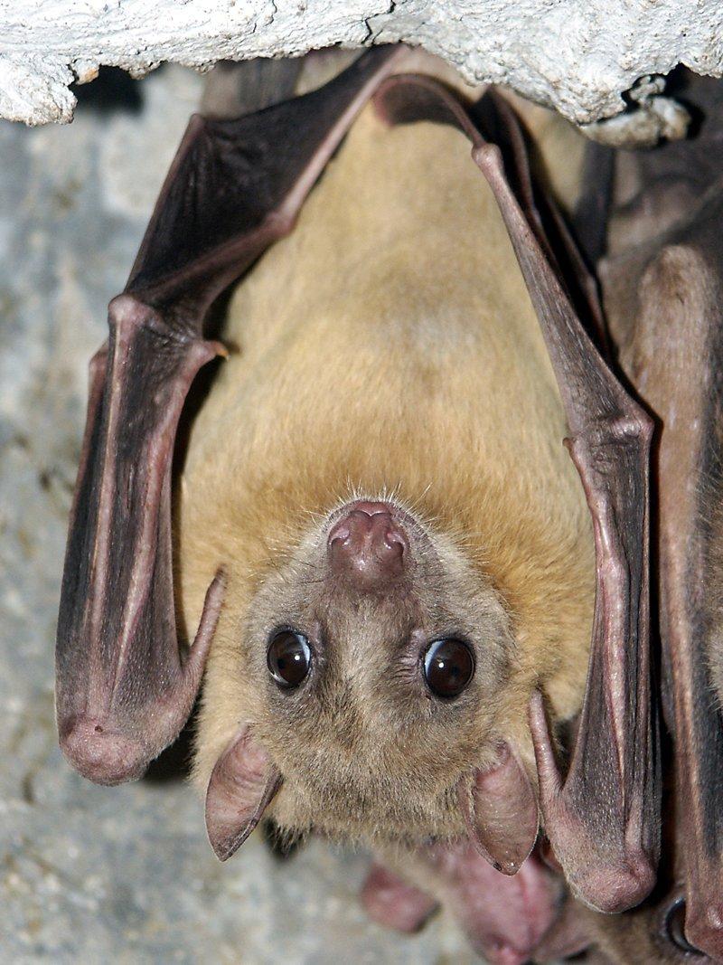 fledermaus