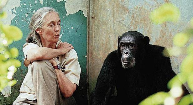 AnimalKingdomJaneGoodallInstitutegrossMi