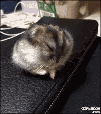 Tired-Hamster-Animals-Telegram-Animated-